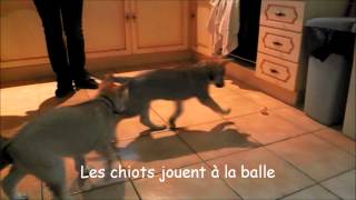 Film chiots chiensloups tchécoslovaques agés de 48 jours [upl. by Ecyarg]