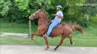 Standardbred Trotter Mare  3rd week in training Rosharon Tx [upl. by Eeniffar]