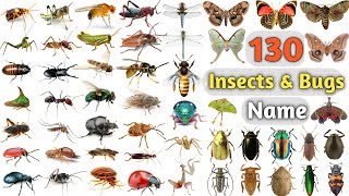 Insects amp Bugs Vocabulary ll About 150 Insects amp Bugs names In English With Pictures ll Insects Name [upl. by Hildie]