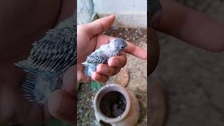 budgies parrot breeding video what does a parrotsound like trending short shorts trendingshorts [upl. by Lampert820]