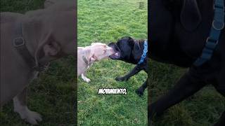 Pitbull vs Cane Corso ¿Quién Ganará [upl. by Afirahs]