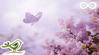 Always Soft Beautiful amp Relaxing Piano Music by Peder B Helland with Nature Photos [upl. by Ettedo]