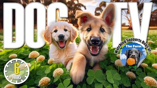 Dog TV for Dogs to Watch 🐶 Entertainment for Dogs 🎵 Relaxing Dog Music amp Anti Anxiety Dog Home Alone [upl. by Aneehs]