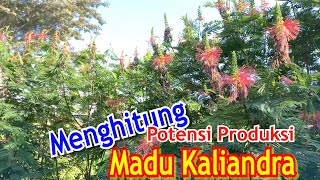 Potensi Produksi Madu kaliandra [upl. by Ajin865]