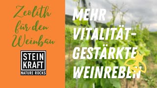 WEINKRAFT mit Zeolith stärkt auch die grünen Blätter der Weinrebe viniculture [upl. by Arette]