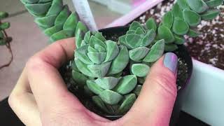 Crassula Moonglow and Brevifolia Propagation and Update on my Crassulas [upl. by Irvin960]