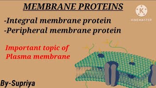 Membrane protein  Integral and Peripheral protein  Plasma membrane  Cell Biology [upl. by Juanne]