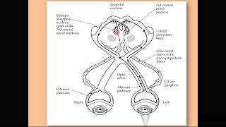 The pupillary light reflex [upl. by Bunni]