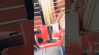 music song🐍🐍🐍NaginBeen Musiceid duet 2🐍🐍😱😰birds funnyvideo [upl. by Ettecul476]