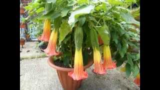 BRUGMANSIA SANGUINEA RED 2 [upl. by Sosthina]