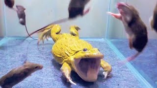 Asian Bullfrog With Many Big Mouse Asian Bullfrog Live Feeding [upl. by Nagirrek]