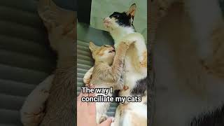 The way I conciliate my cats [upl. by Yennep]