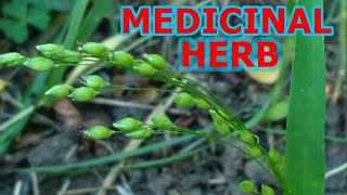 Miglio pianta  Panicum miliaceum medicinal plant [upl. by Leahcym260]