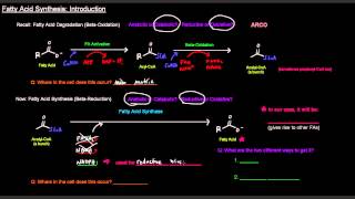 Fatty Acid Synthesis Part 1 of 12  Introduction [upl. by Analad511]