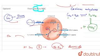 The chloride shift is movement of Cl [upl. by Arlon]