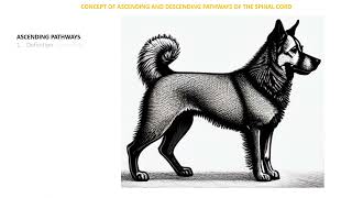 Spinal Cord Ascending and Descending pathways [upl. by Nial426]