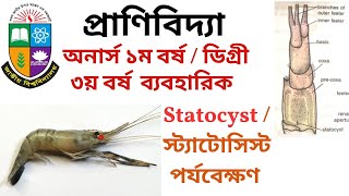 চিংড়ির স্ট্যাটোসিস্ট পর্যবেক্ষণ  Statocyst of PrawnTemporary Mounting Practical Hons 1st year [upl. by Annel497]