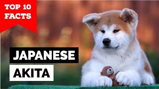 Japanese Akita  Top 10 Facts [upl. by Alberta]