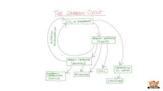 Carbon Cycle [upl. by Aeht334]