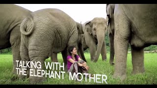 Inspiring Elephant Sanctuary activist in Chiang Mai  WTTV [upl. by Nivets]