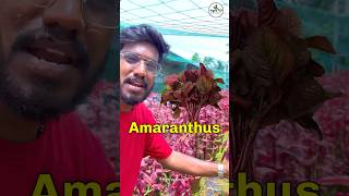 Red Amaranthus ❤️￼ ₹10  Agrotill  farming agriculture shorts [upl. by Anet]