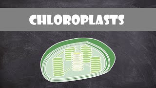 Chloroplast Structure and Function  Botany  Cell Biology [upl. by Naesad146]