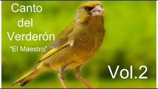 Canto del Verderón el maestro volumen 2HD [upl. by Annairda]