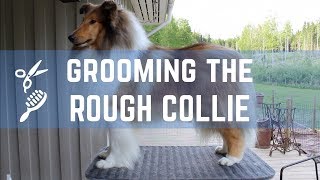 Grooming the Rough collie  Pitkäkarvaisen collien trimmaus [upl. by Mahla]