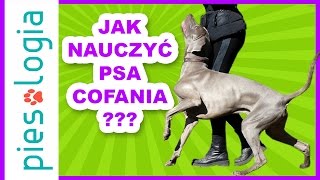 jak nauczyć psa cofania [upl. by Amada496]