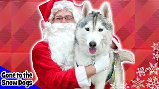 Memphis the Husky Meets Santa  Dog Goes Shopping at Petco  Husky Petco Haul [upl. by Ilarrold260]