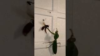 Praying Mantis vs Giant Hornet [upl. by Ruttger]