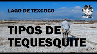 Tipos de Tequesquite del Lago de Texcoco [upl. by Okikuy187]