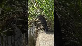 Blackcrowned Night Heron  해오라기🐤 [upl. by Annazus263]