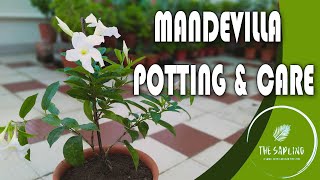 MANDEVILLA POTTING amp CARE  Everything you needed to know about Mandevilla  mandevilla [upl. by Elleiram]