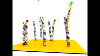 DNA Microarray [upl. by Oiramad109]