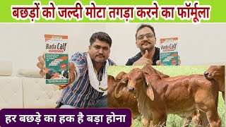 अपने बछड़ों को बड़ा करने का Bada Calf चमत्कारी फार्मूला Calf growth tonic  Agritech Guruji [upl. by Garceau434]