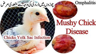 Mushy Chick Disease  Omphalitis  Chicken Yolk Sac Infection  Dr ARSHAD [upl. by Inaliak]