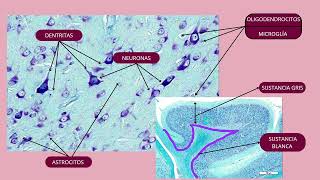 CELULAS GLIALES 🧠 [upl. by Pietra]