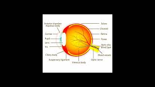 Human Eye diagram biology neet shortsfeed youtubeshorts class10 eyes shorts [upl. by Amal]