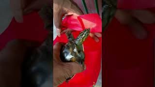 Indian flapshell Turtle 🐢 Rescue 🛟 and Release 😉❤️ [upl. by Quintina]