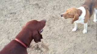 Vince the Beagle Vs CoonHound in howl off [upl. by Ogu539]