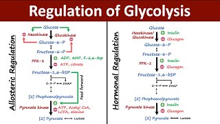 Regulation of Glycolysis  Allosteric vs Hormonal Regulation of Glycolysis  Biochemistry [upl. by Silrak]