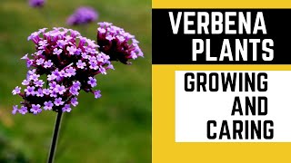 Vibrant Blooms Made Easy Growing and Caring for Verbena Plants [upl. by Irbmac811]