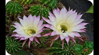 5 Tipos de cactus con flores más espectaculares [upl. by O'Reilly]