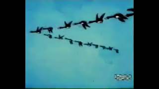 Tex Avery’s Looney Tunes in “Porky’s Duck Hunt” 1937 Part 4 [upl. by Avahc]