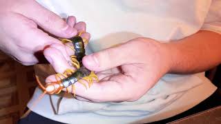 Giant Desert Centipede Scolopendra heros Variant “castaneiceps” Handling [upl. by Jennine813]