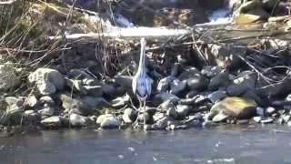 Aves en el río Nalón en Pola de Laviana Asturias [upl. by Ylrebmek904]