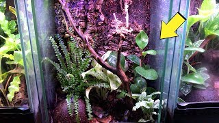 HOW TO BUILD A NATURAL VIVARIUM 12X12X18 [upl. by Lairbag731]