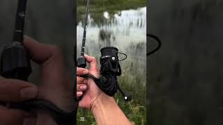 Daiwa Revrosdaiwareels spinningreel fishing fypシ゚viral trending viralshorts [upl. by Winou]