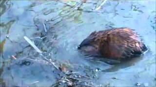 Awesome Muskrat Video [upl. by Eenat]